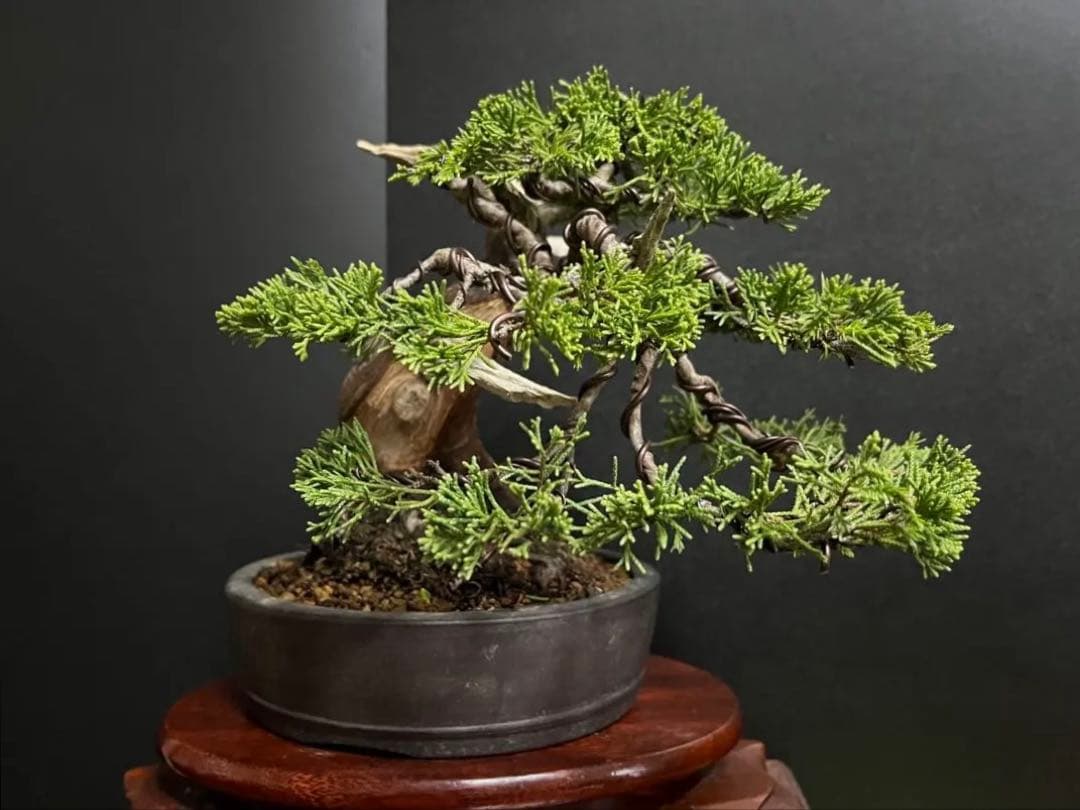 真柏盆栽　糸魚川真柏　太板幹　小品盆栽　樹高17cm