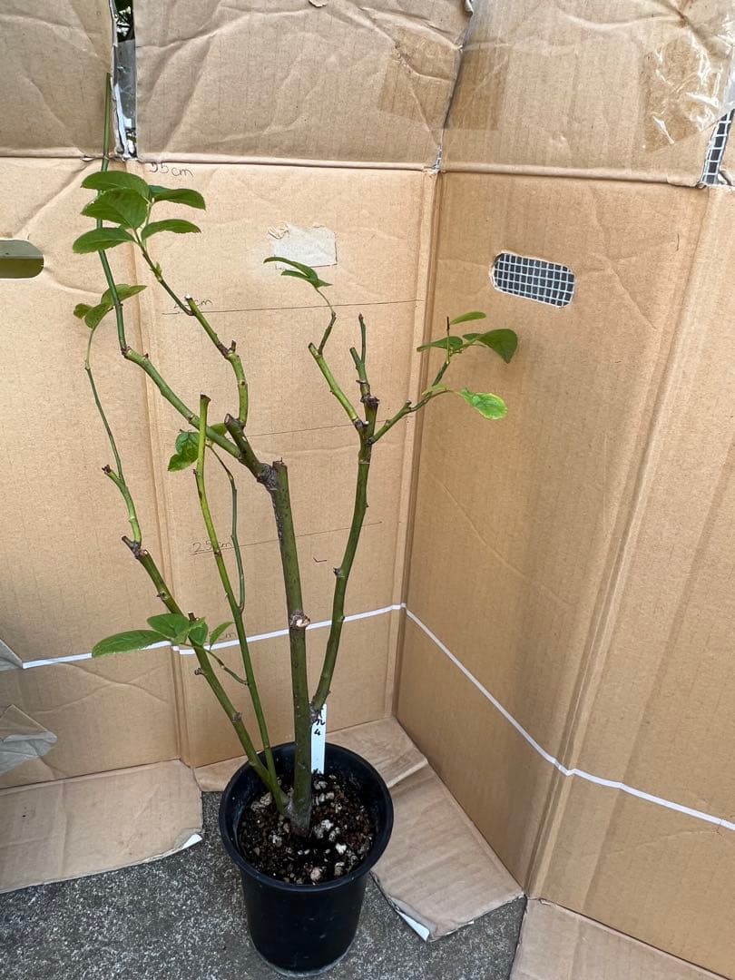 切り花品種バラ苗　レアバラ 　オール４ロマ♡ バラ