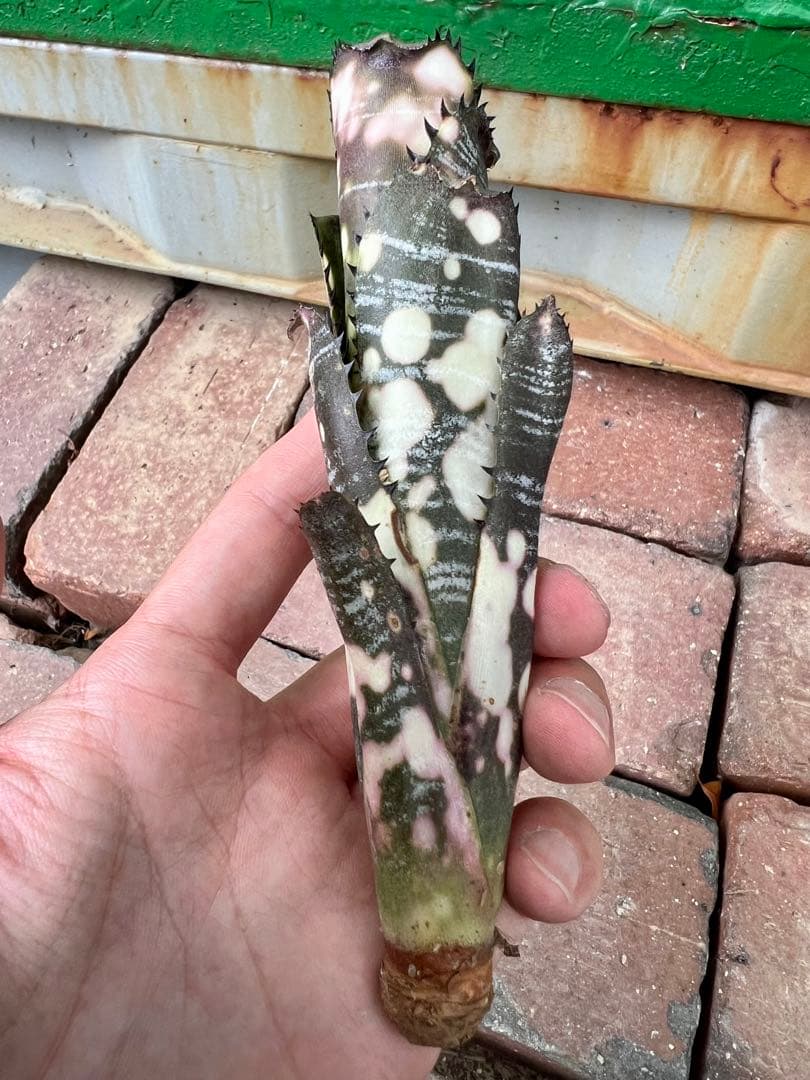 ビルベルギア ドミンゴス マルティンス 極上株 リサ