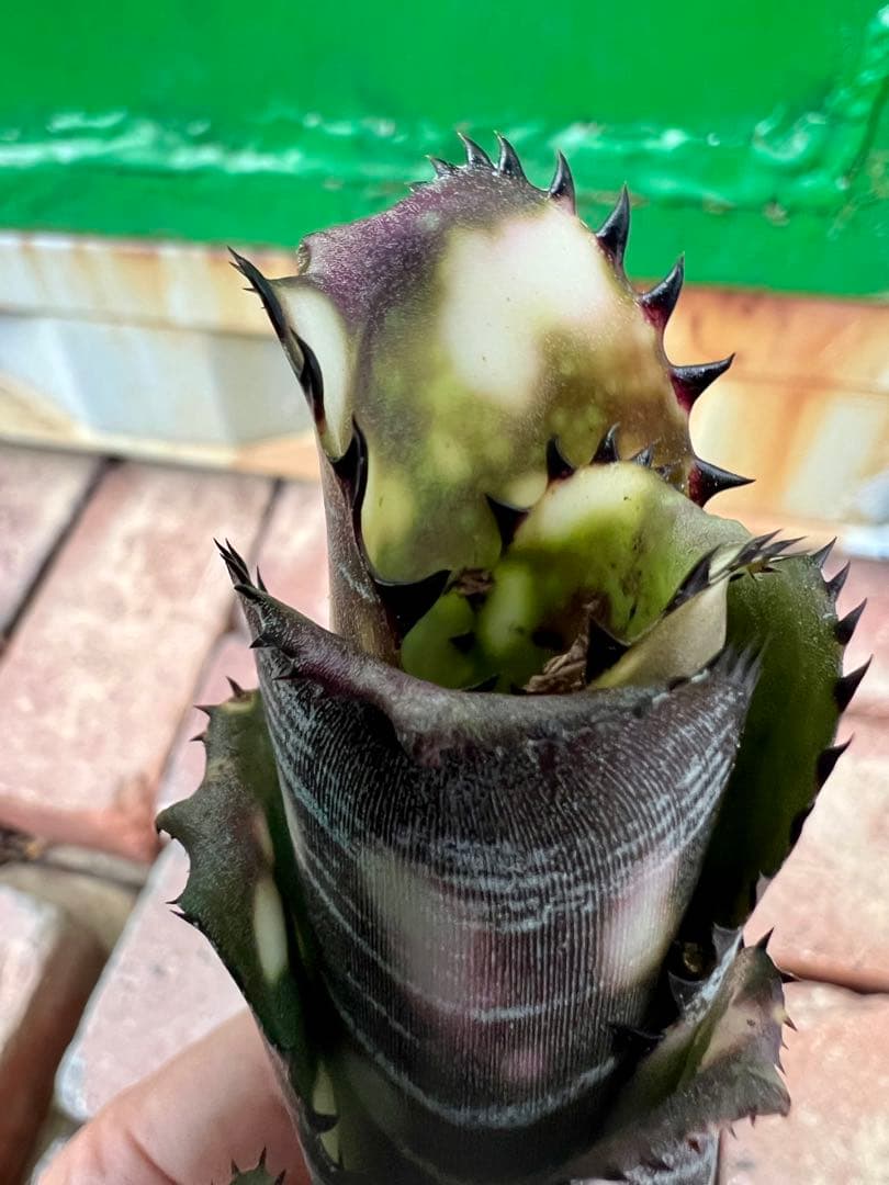 ビルベルギア ドミンゴス マルティンス 極上株 リサ