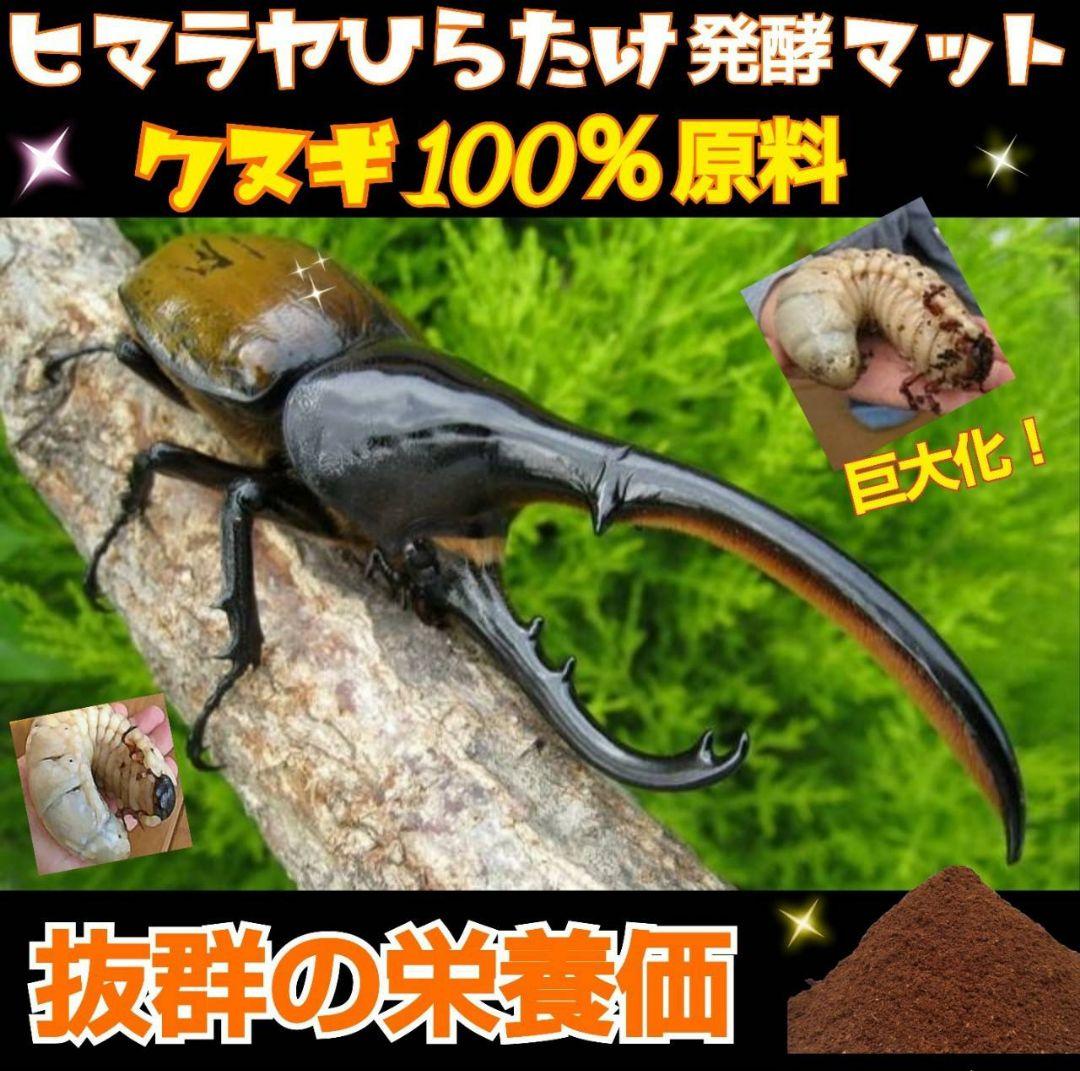カブトムシ幼虫が大きくなる！産卵にも抜群です！ヒマラヤひらたけ発酵マット【6袋】
