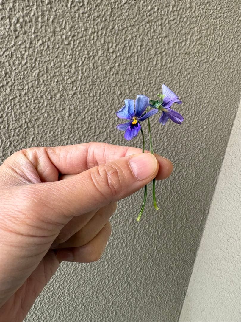 ブルージャスミンのおしゃれな鉢植え大型・スタンド付★ LAURA ASHLEY鉢