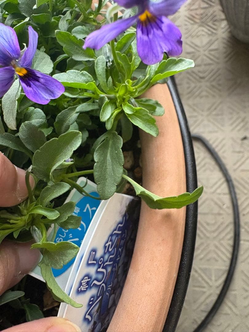 ブルージャスミンのおしゃれな鉢植え大型・スタンド付★ LAURA ASHLEY鉢