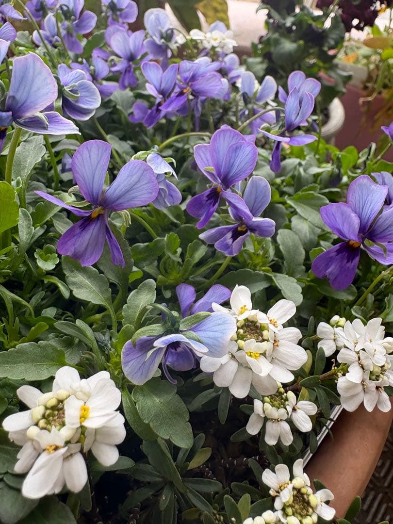 ブルージャスミンのおしゃれな鉢植え大型・スタンド付★ LAURA ASHLEY鉢