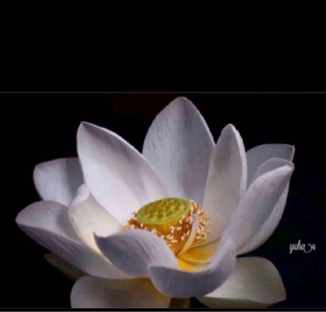 COACH長財布レインボーマルチカラーシグネチャーストラップ付.男女兼用.新品