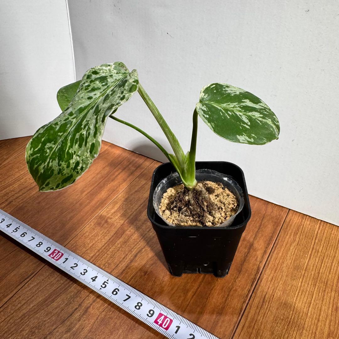 Macy’jおまとめモンステラ　デリシオーサ　レガシー& バルバソー