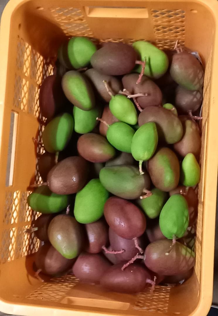 マンゴー+摘果 / 8.5 kg including box