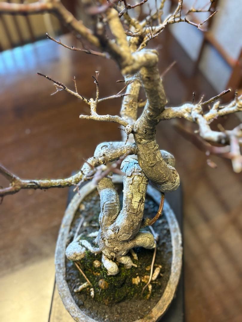 マユミ盆栽❗️真弓盆栽！古木❗️毎年実が沢山なります！鉢は作家物、一点物。雑木盆栽