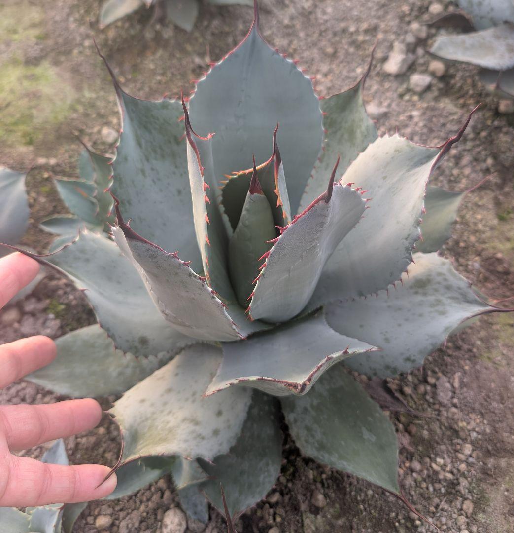 アガベ パリー トランカータ 実生株極上個体　鋸歯厳つめ・トップスパインうねり