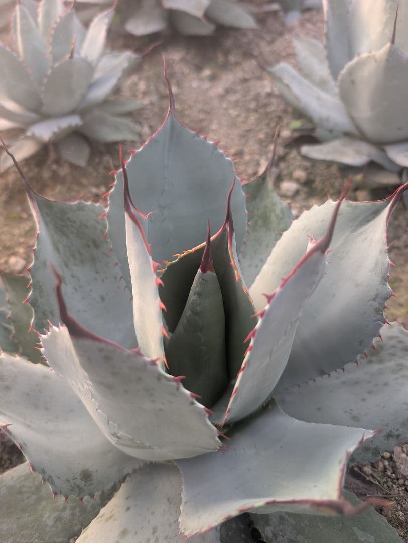 アガベ パリー トランカータ 実生株極上個体　鋸歯厳つめ・トップスパインうねり