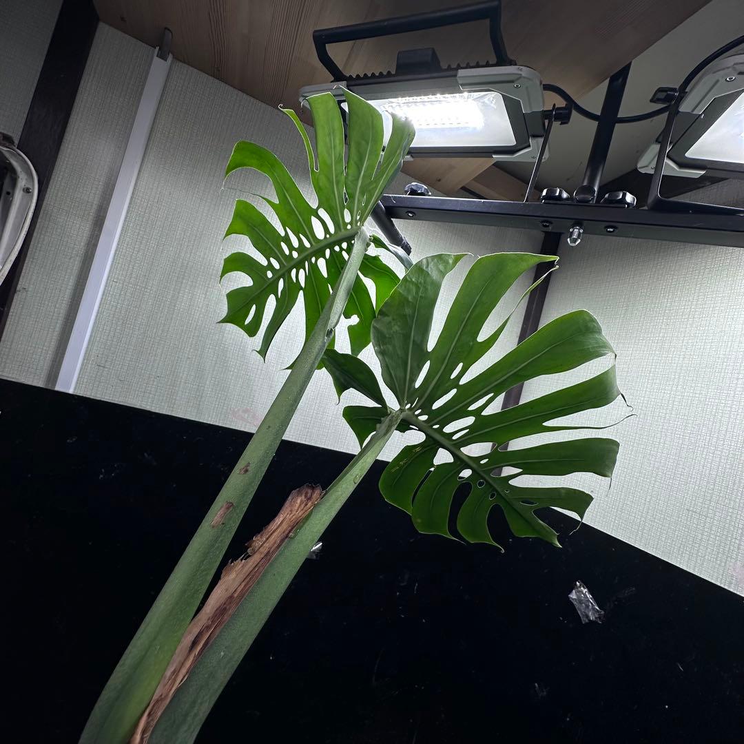 a*r様 モンステラデリシオーサマクロコズム超希少系統鉢植え69㎝