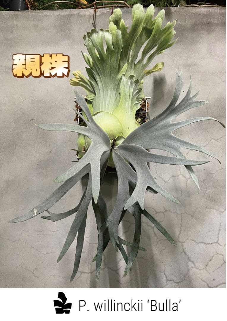 ビカクシダP.Willinckii Bulla, P.Romantic mix