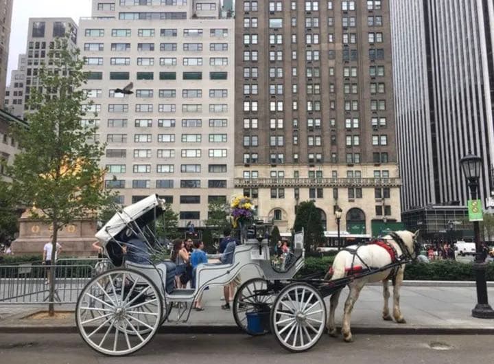 BERNARDAUD ディナープレート　プレート　皿　プラザホテル　NY