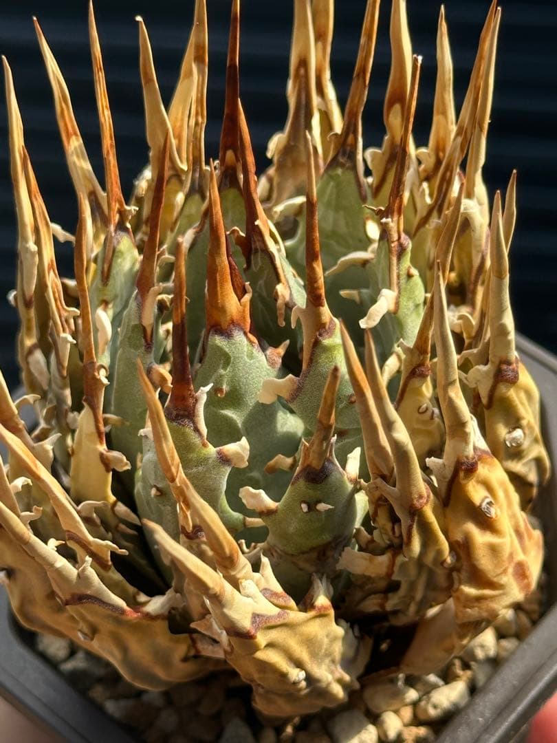 アガベ　ユタエンシス　エボリスピナ　陽炎　裏棘　連棘　発根済