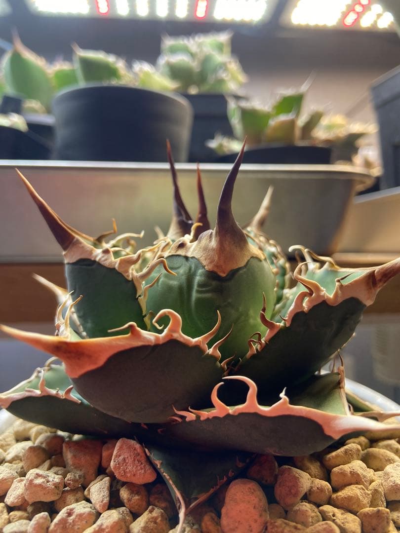 アガベ チタノタ 実生 オアハカ