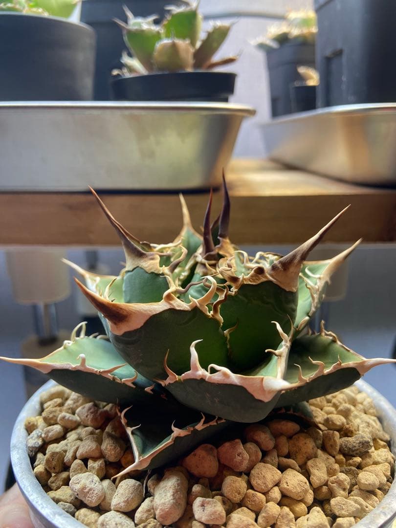 アガベ チタノタ 実生 オアハカ