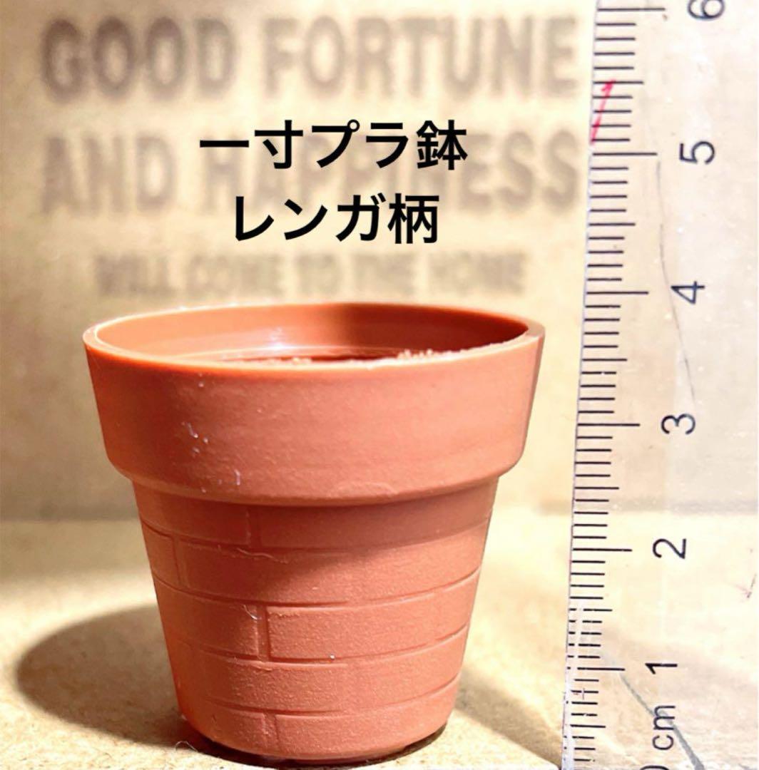 ①♥‬可愛い1寸鉢❤︎多肉植物❤︎ミニ寄せ植え❤︎そのまま飾れる❤︎