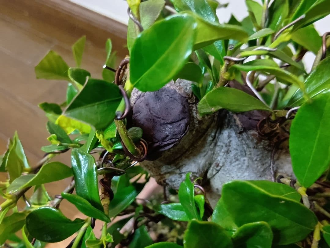 ‼️クチナシ盆栽‼️極太‼️値下げ