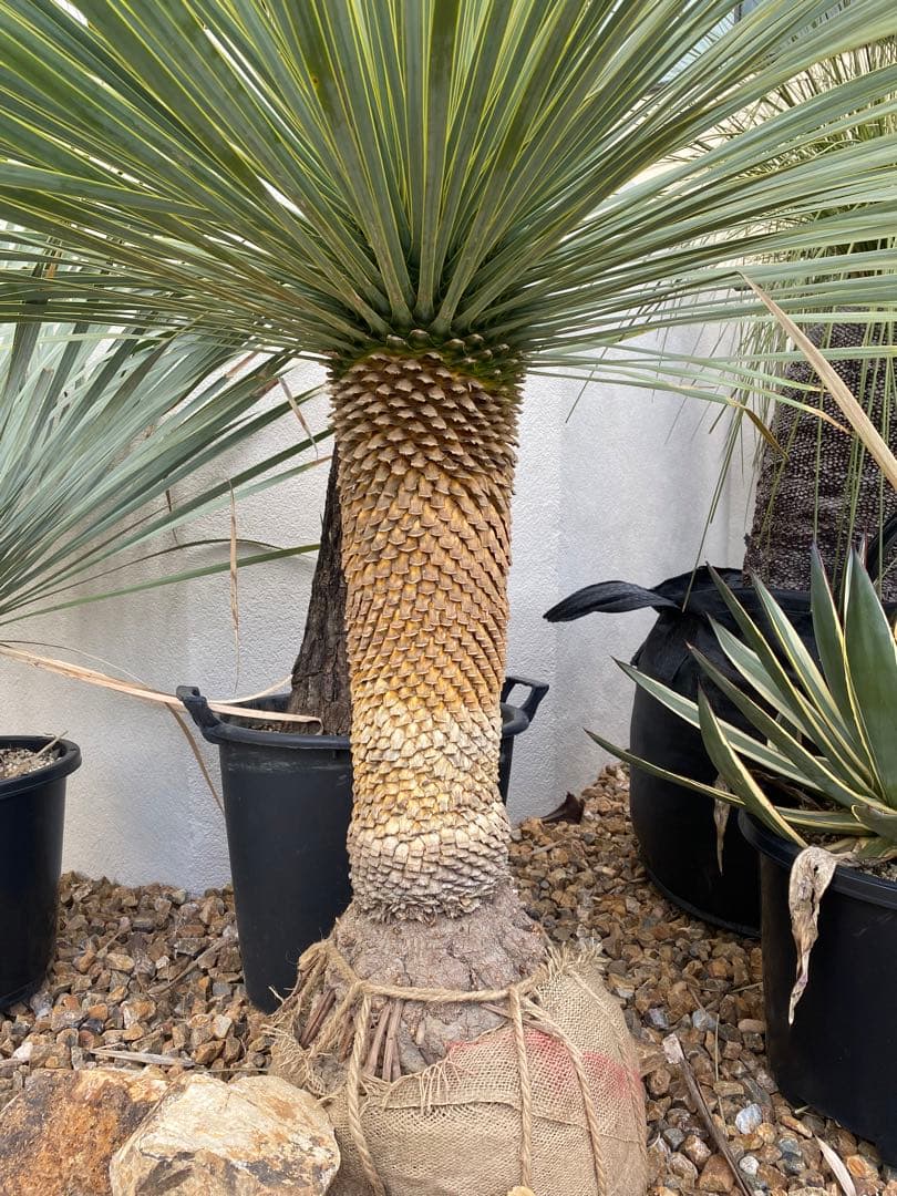 ユッカロストラータ