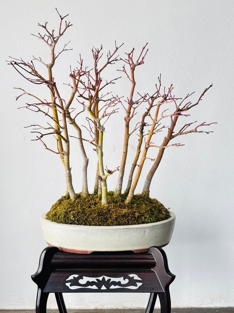 盆栽　山もみじ　寄せ植え