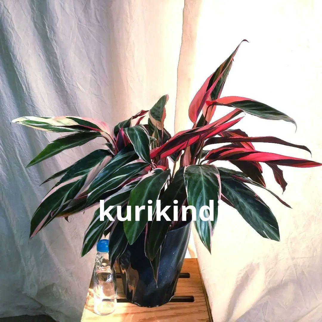 【ボリューム抜群】ストロマンテ　トリオスター(７号鉢)　単品(ca28-11)