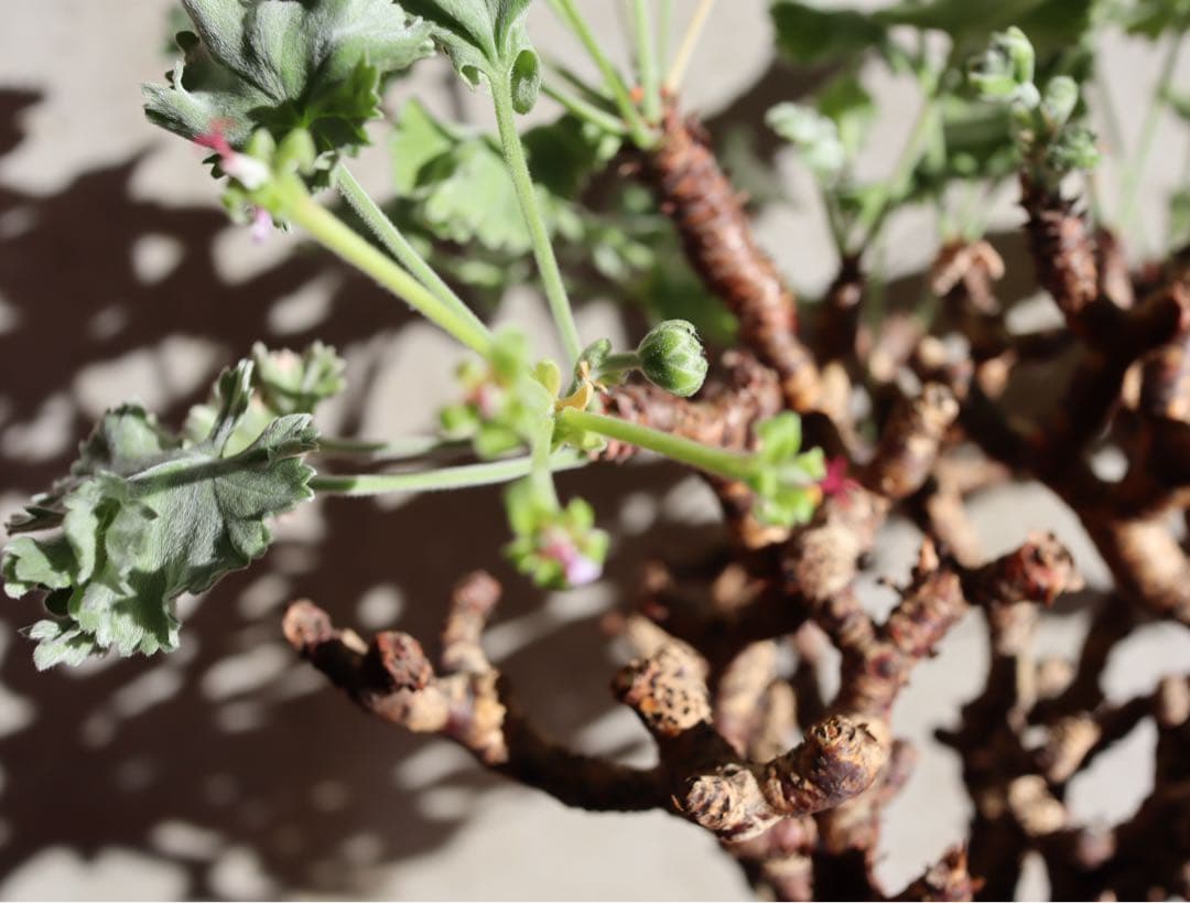 現地株　発根済み　ペラルゴニウム　ミラビレ