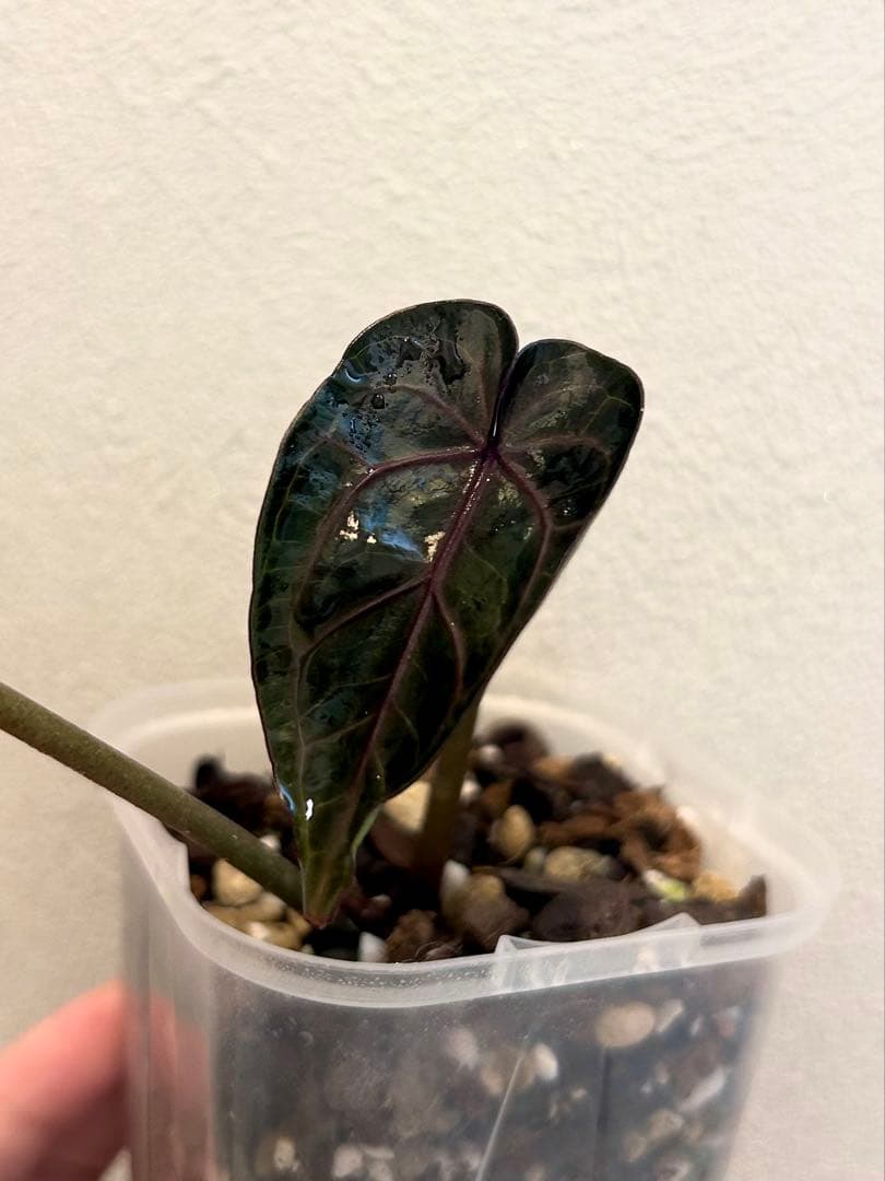 梨*♪様 アンスリウム　ドックブロック　ZARA x ZARA