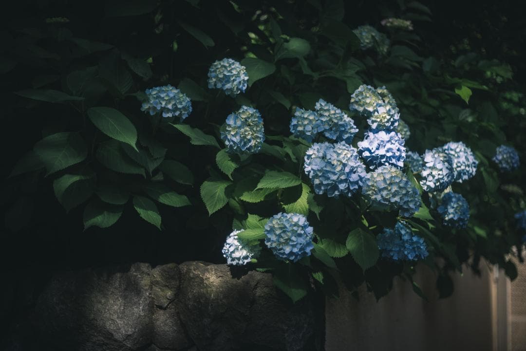 ライカの標準！Leica Elmar 50mm F2.8 オールドレンズ