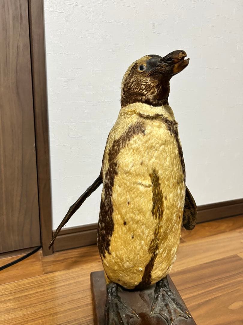 フンボルトペンギン剥製　国際希少野生動物種登録票付き