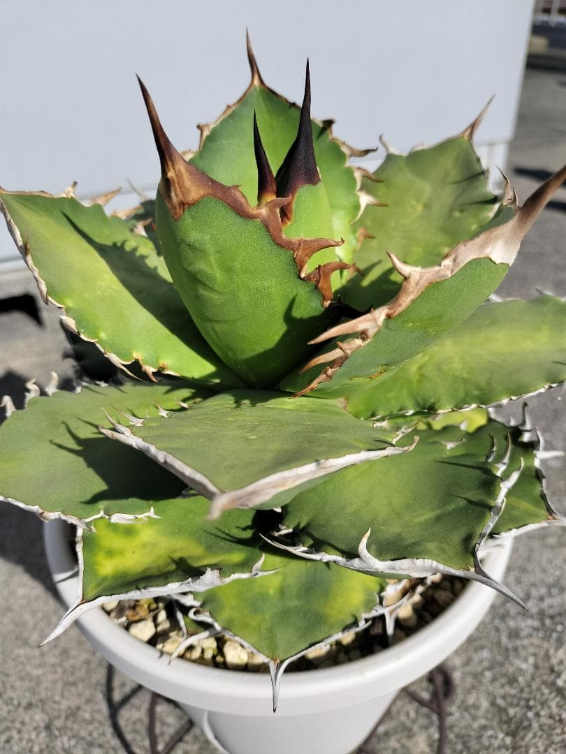 アガベ　チタノタ　シャークソード　鯊魚劍