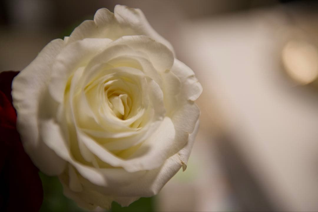 レンズ(ズーム) AF-S NIKKOR 24-70mm F2.8G ED