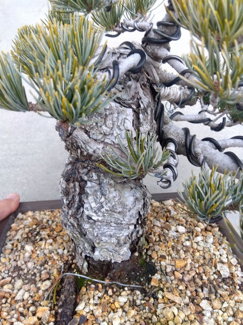 五葉松　盆栽　極太❗良樹形❗8号陶器鉢つき　ゆ