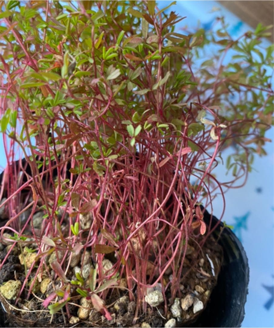 オキザリス　桃の輝き