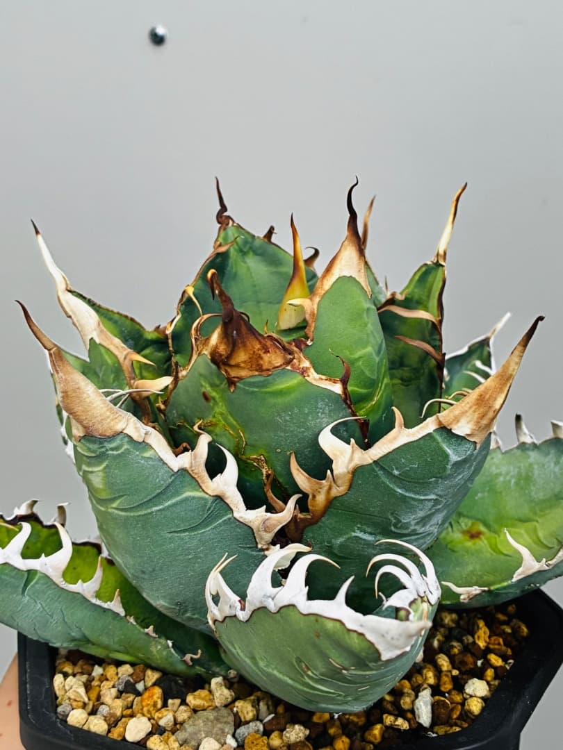 AGAVE A.TITANOTA EU GODZILLA 胴切りの天