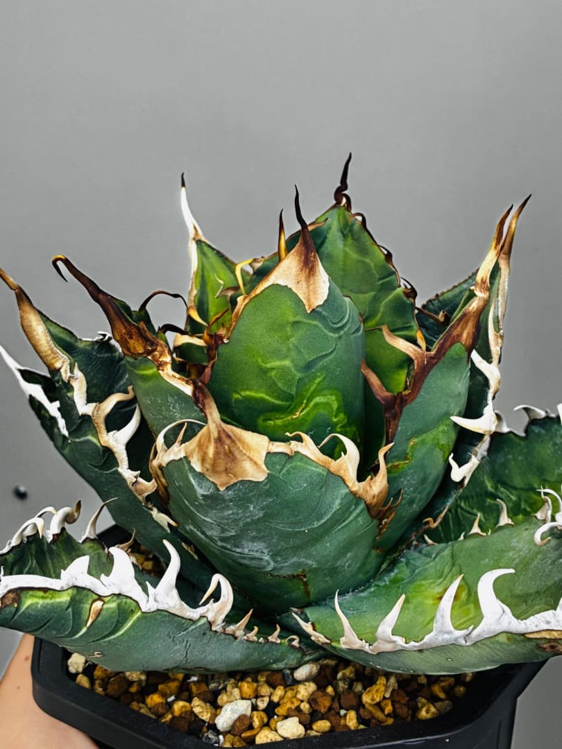 AGAVE A.TITANOTA EU GODZILLA 胴切りの天