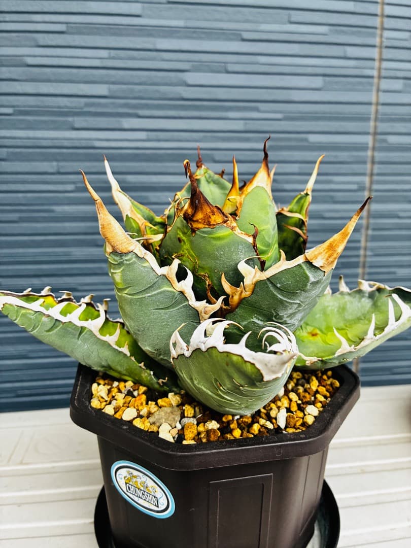 AGAVE A.TITANOTA EU GODZILLA 胴切りの天