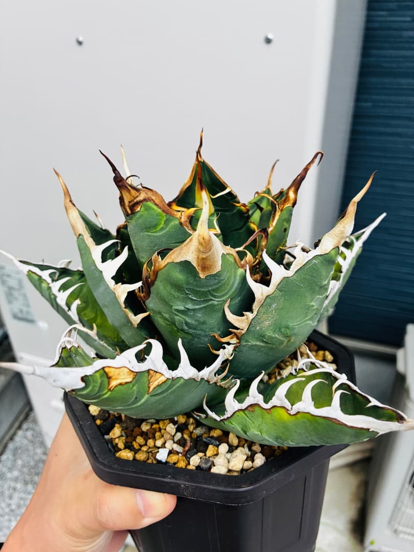 AGAVE A.TITANOTA EU GODZILLA 胴切りの天