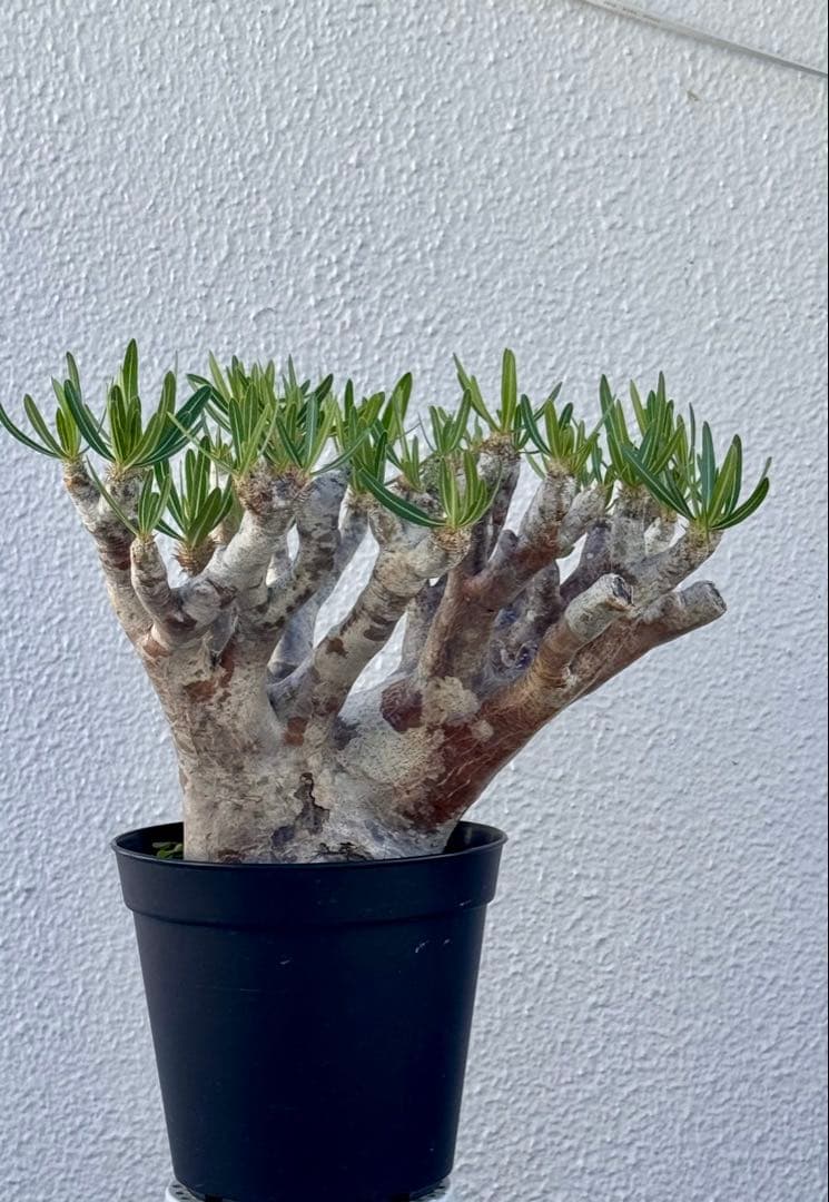 パキポディウム イノピナツム　発根済み　大きめ