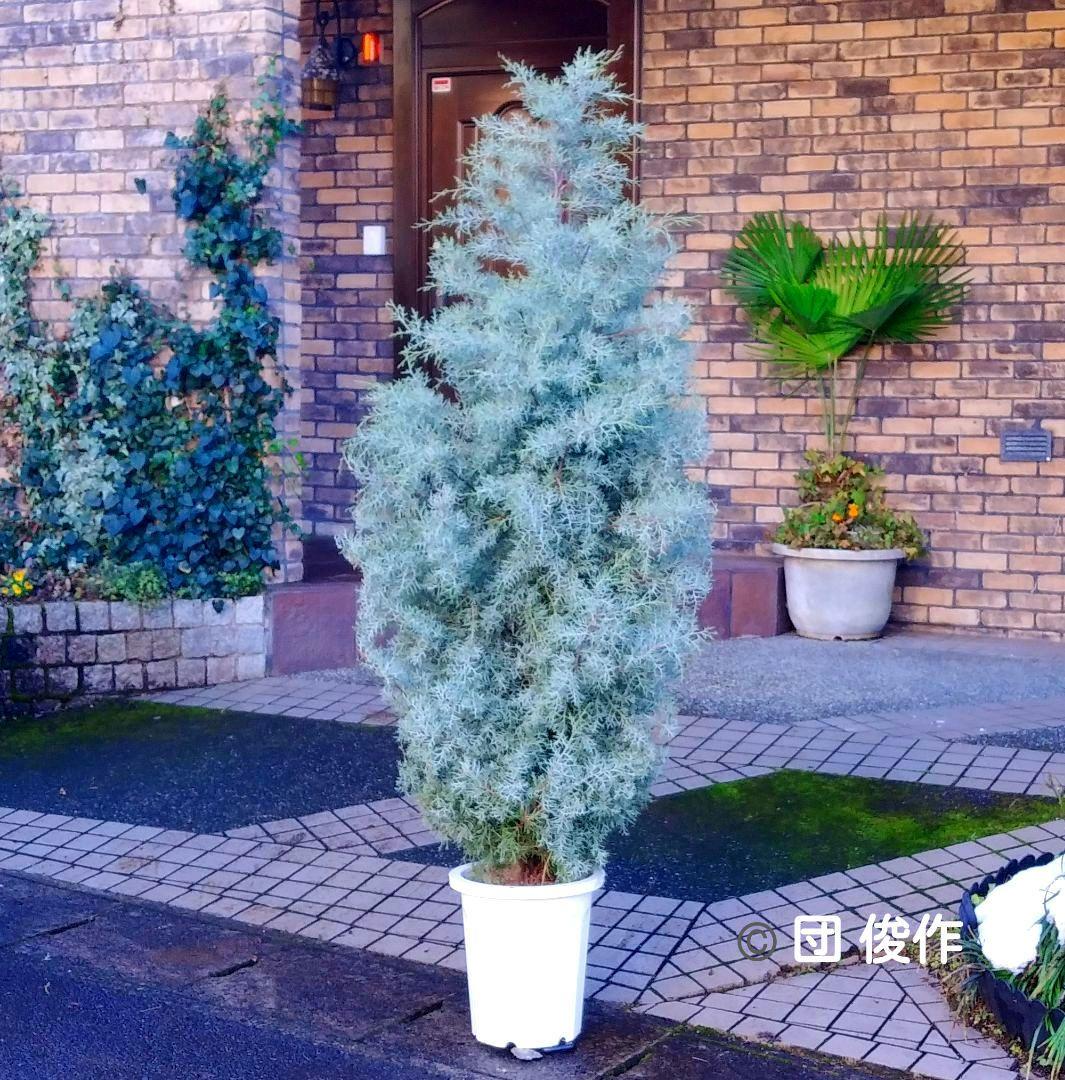 ブルーアイス 苗 200cm❗10号 大型 綺麗な葉色 シルバーブルー 自然樹形