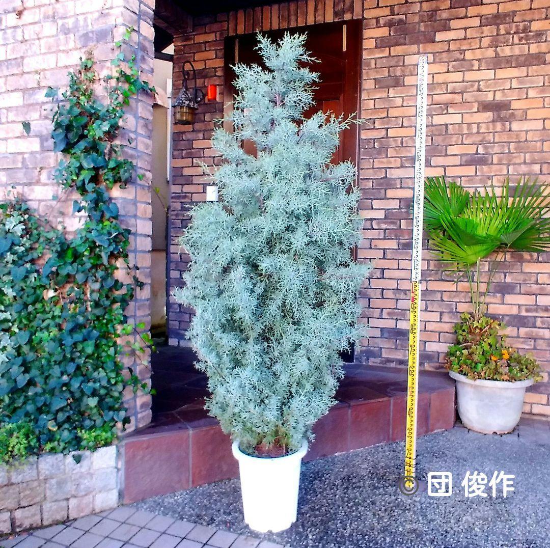 ブルーアイス 苗 200cm❗10号 大型 綺麗な葉色 シルバーブルー 自然樹形