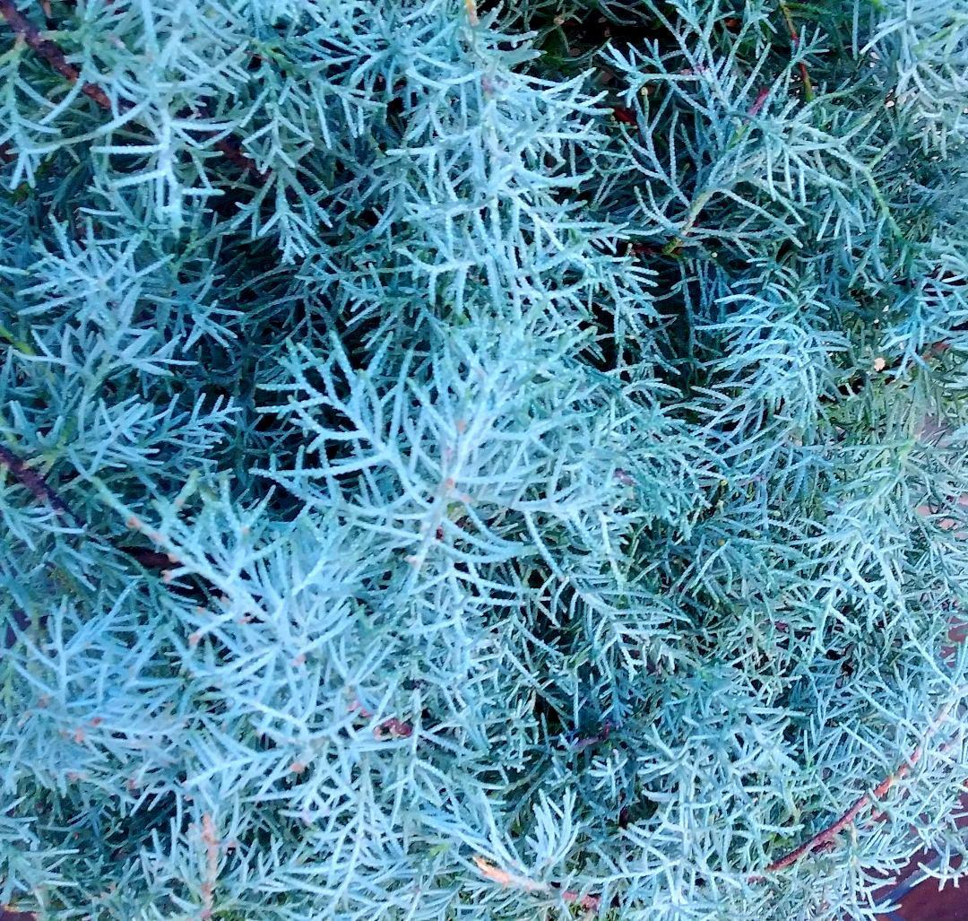ブルーアイス 苗 200cm❗10号 大型 綺麗な葉色 シルバーブルー 自然樹形