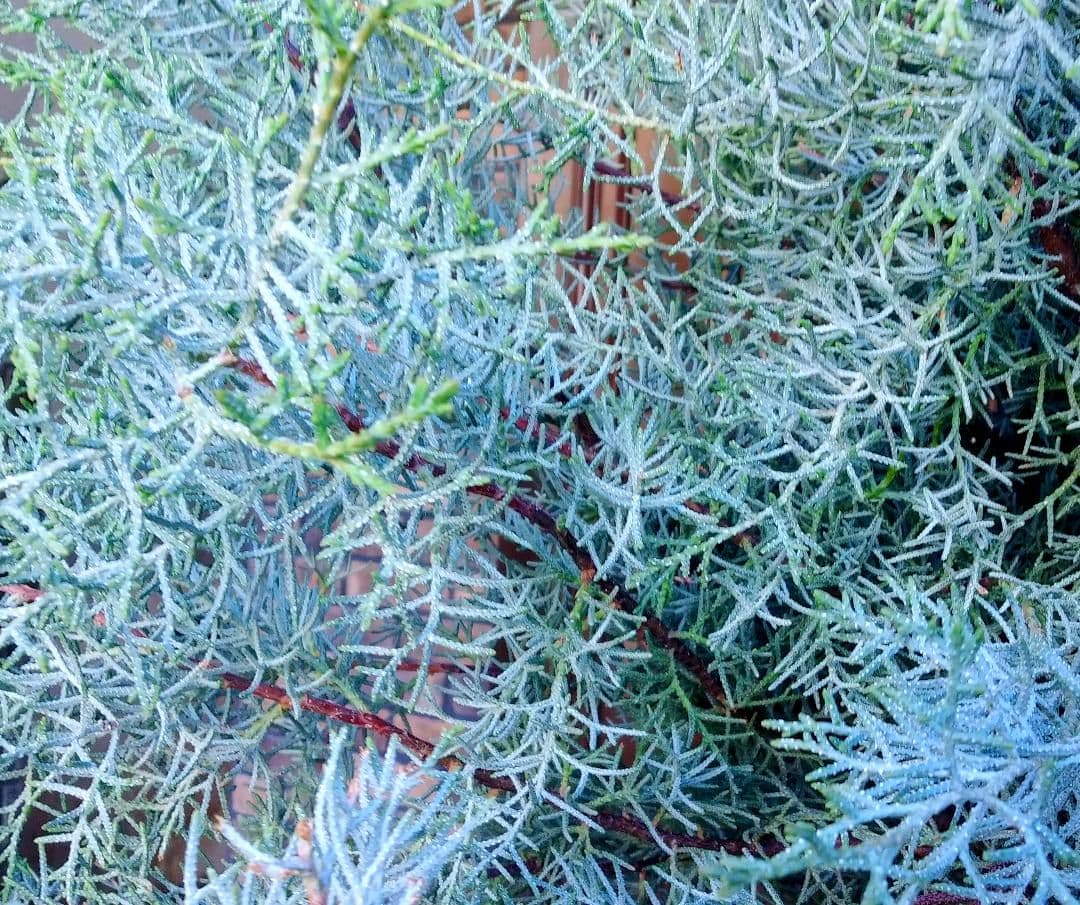ブルーアイス 苗 200cm❗10号 大型 綺麗な葉色 シルバーブルー 自然樹形