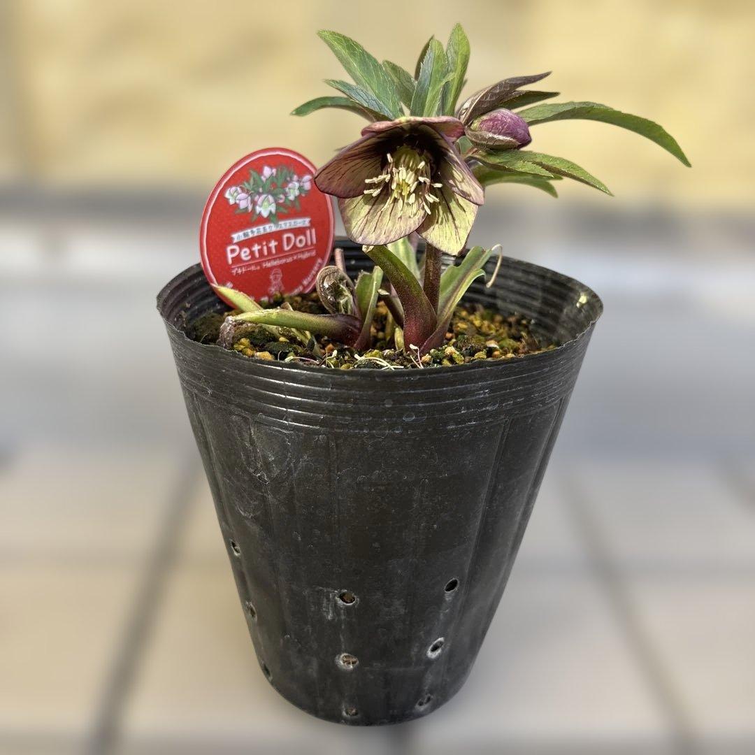 りーちゃん様ご依頼品