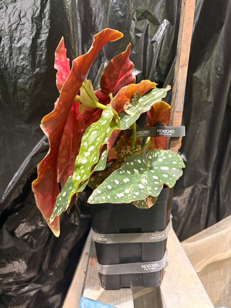 特大株葉数15枚 ベゴニアマクラータ 極上美斑入り