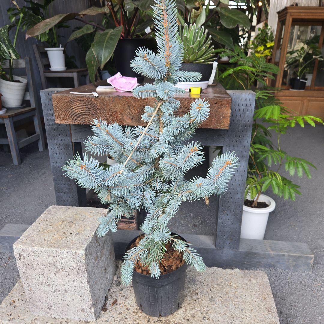 ⑪　ブンゲンス　トウヒ　ホプシー７号　最高等級極上品‼️