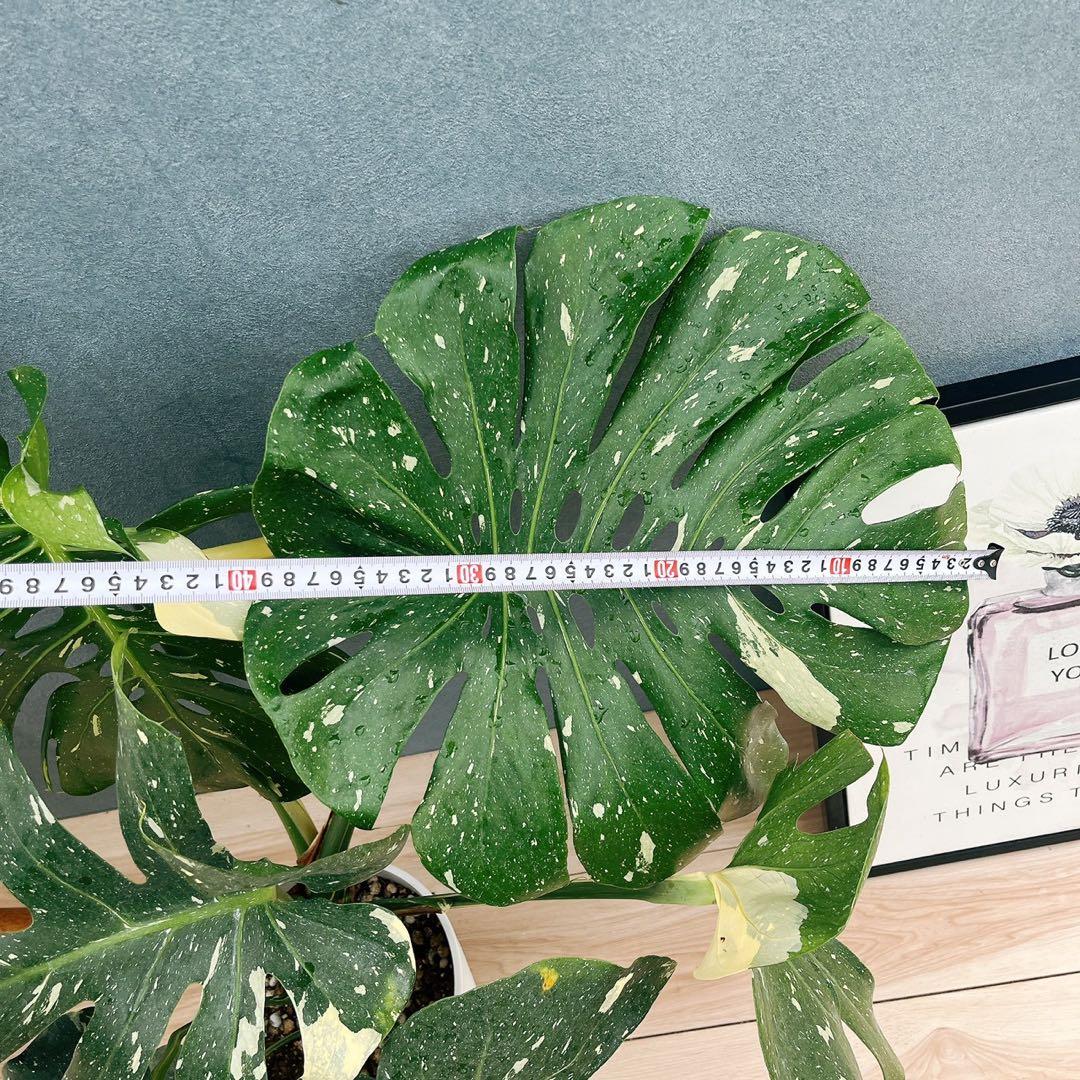 ［現品］【希少】N5 モンステラ　斑入り　7号　レア　観葉植物　室内　大型