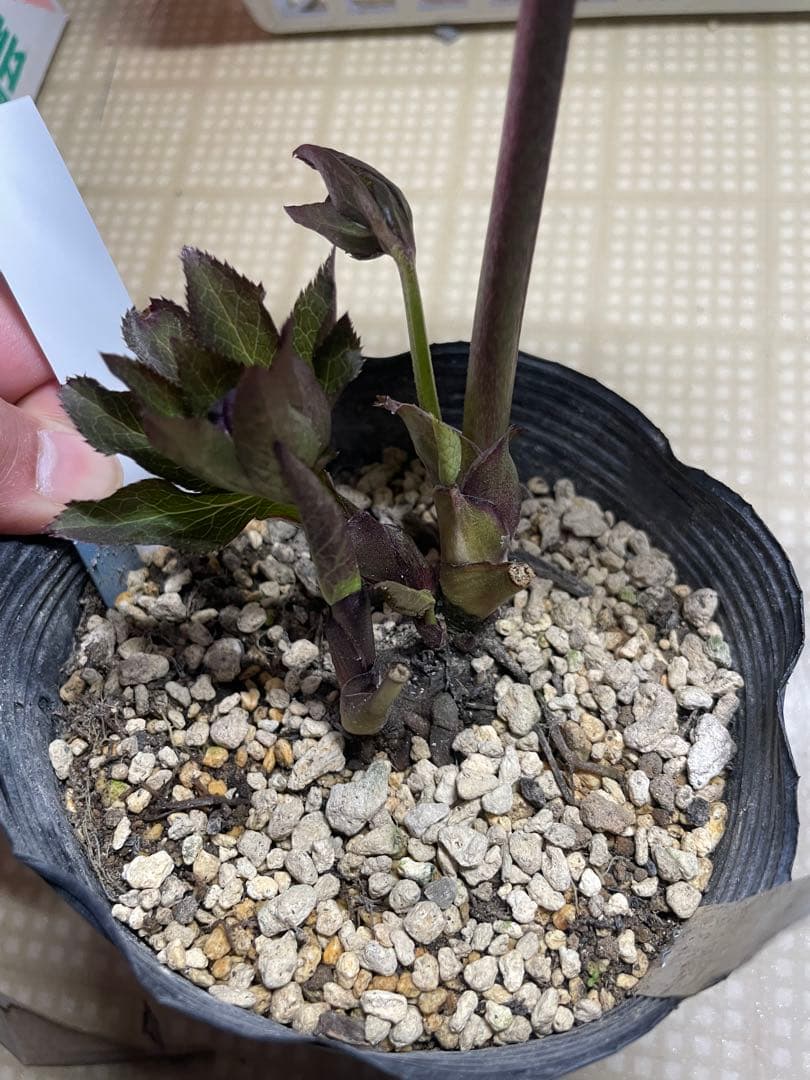 加藤農園 キラメキ⭐︎チョコレート クリスマスローズ