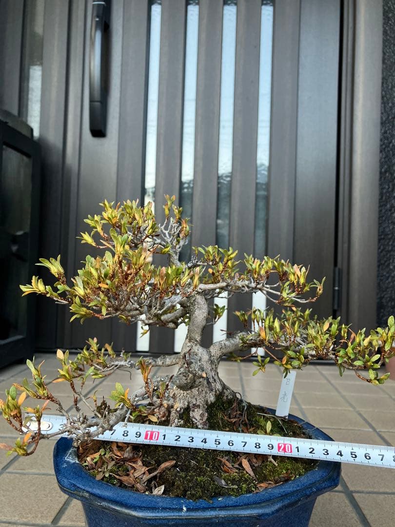 ◉皐月盆栽　日光　超極太　樹齢40年　究極の逸品！　◉大幅値下げ2/8(日曜)迄