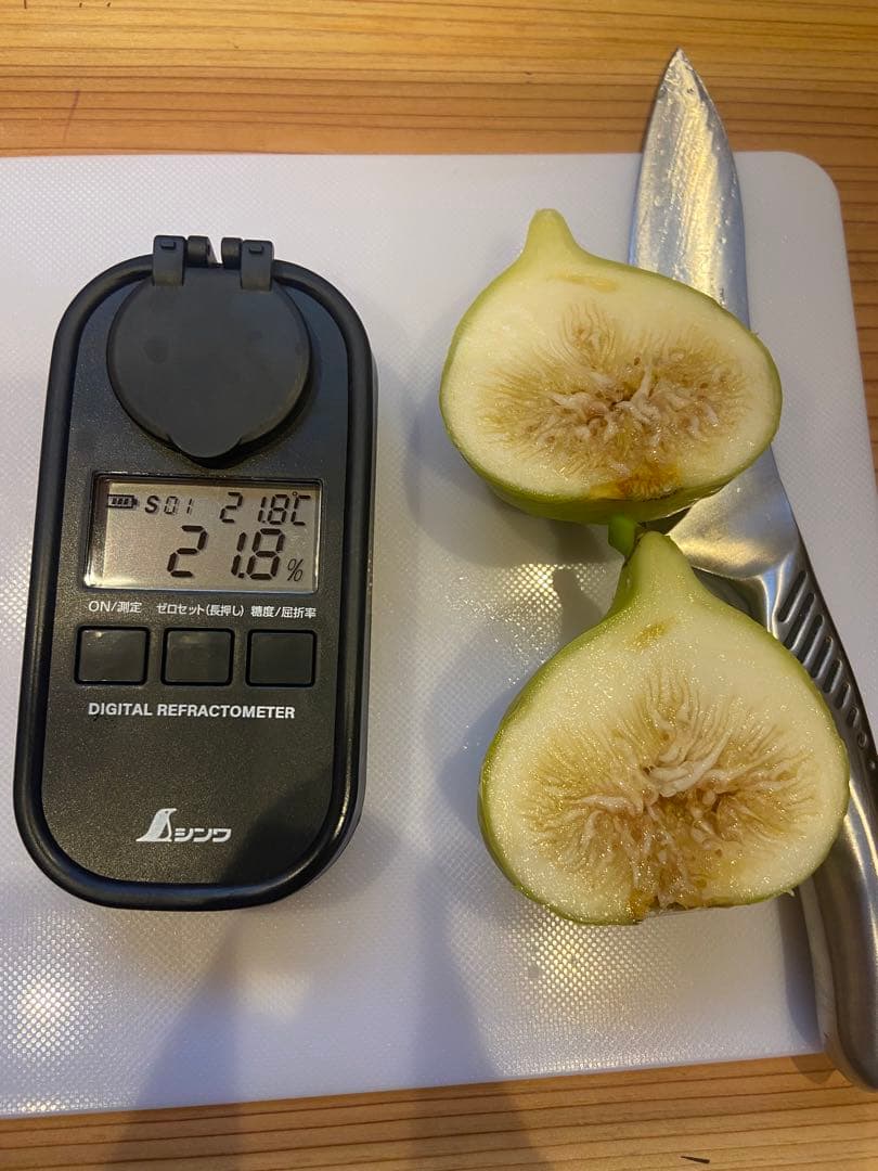 Constantine de Algerie  120センチ 21節 イチジク