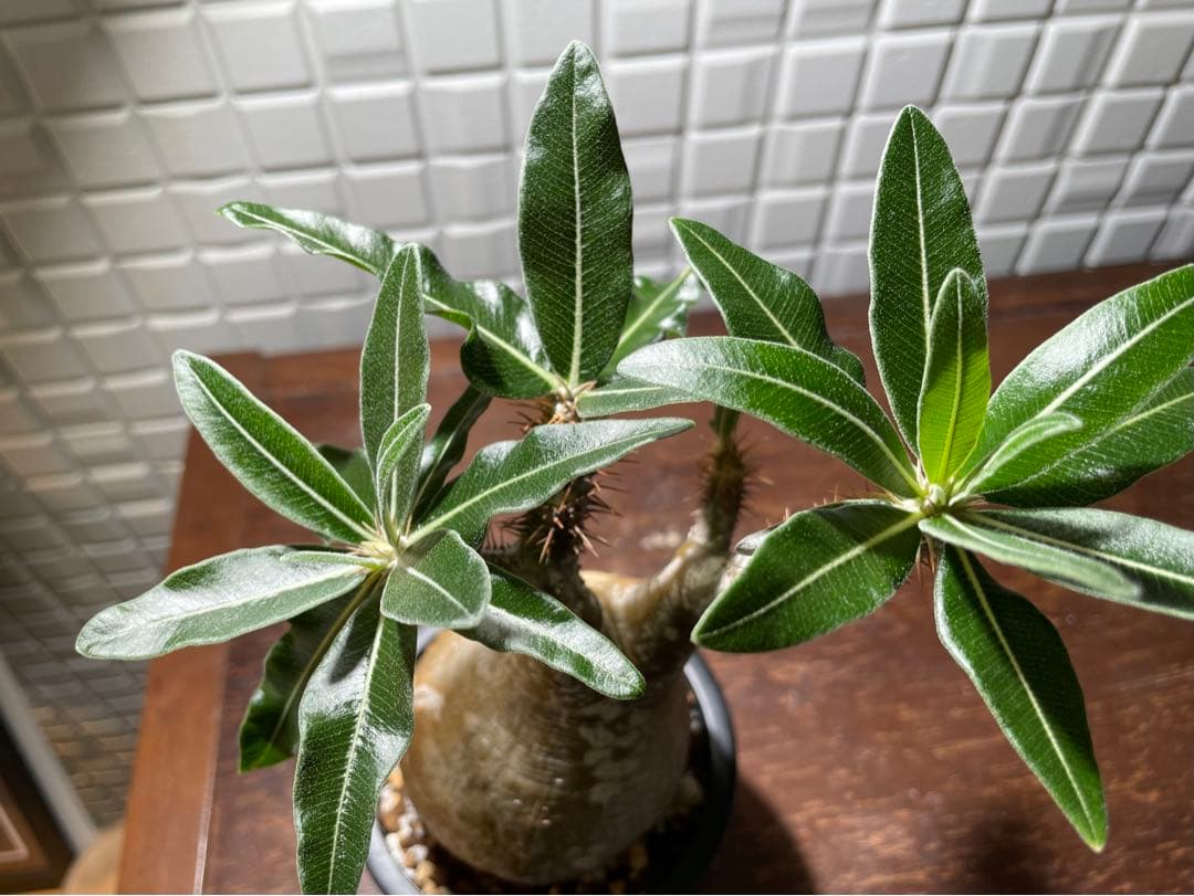 パキポディウム.グラキリス発根済　現地球